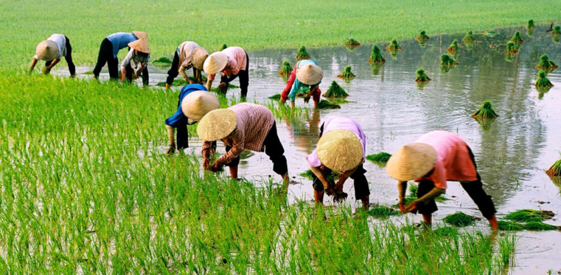 Make Farmer