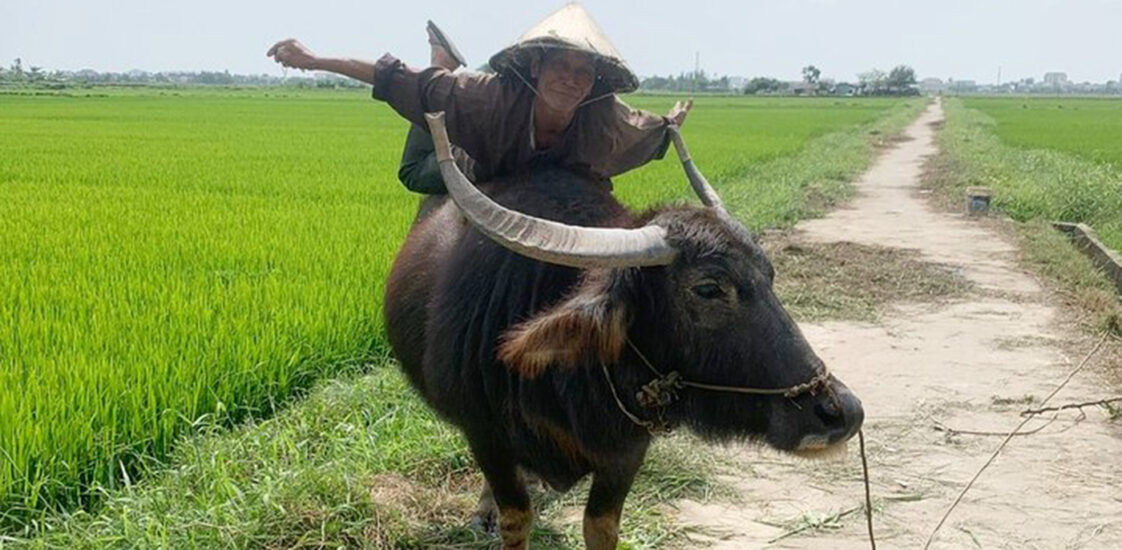 Riding Buffalo Tour